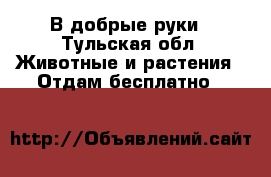 В добрые руки - Тульская обл. Животные и растения » Отдам бесплатно   